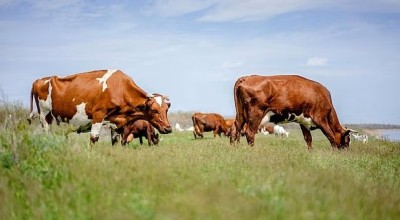Φρίκη στη Νέα Ζηλανδία: Κτηνοτρόφος βίαζε σύζυγο και κόρη, καταγγελία και για κτηνοβασία!