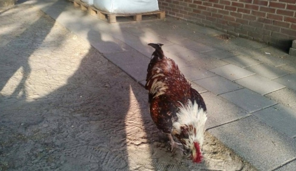 A generic square placeholder image with rounded corners in a figure.