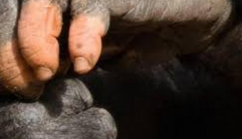 A generic square placeholder image with rounded corners in a figure.