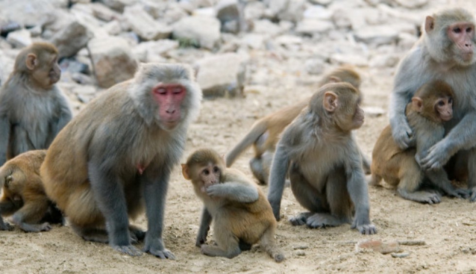 A generic square placeholder image with rounded corners in a figure.