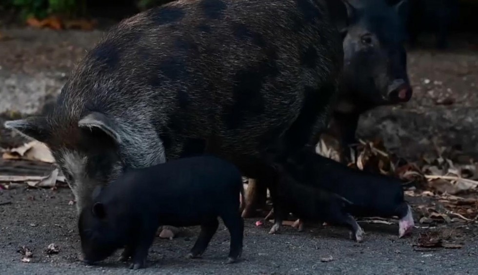 A generic square placeholder image with rounded corners in a figure.