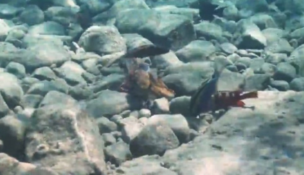 A generic square placeholder image with rounded corners in a figure.