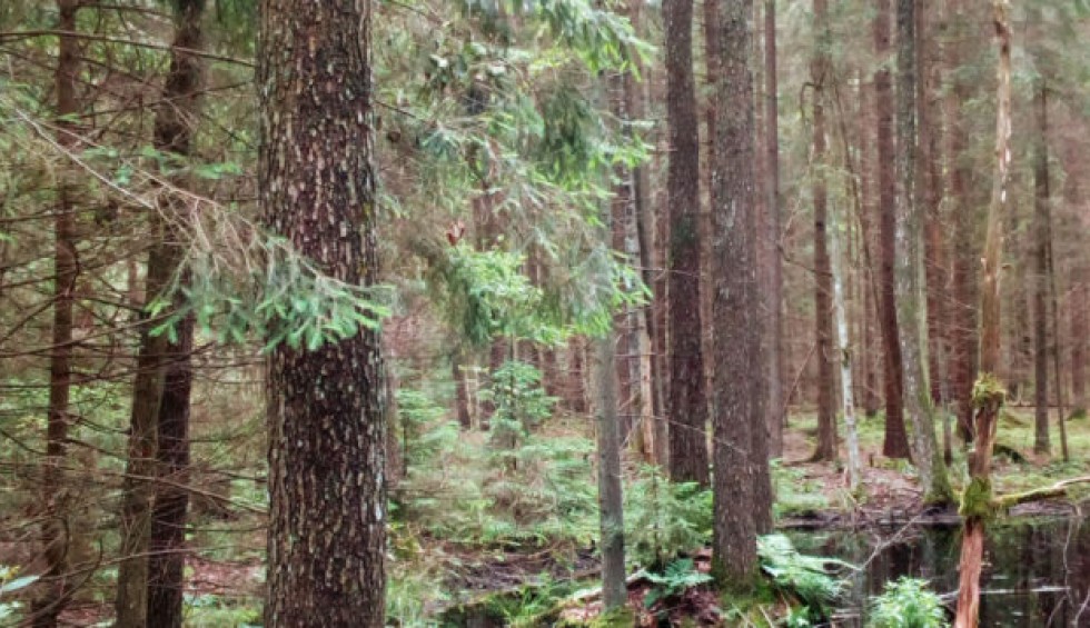 A generic square placeholder image with rounded corners in a figure.