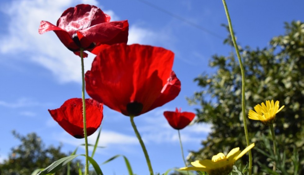 A generic square placeholder image with rounded corners in a figure.