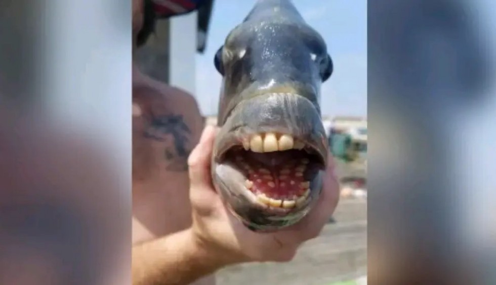 A generic square placeholder image with rounded corners in a figure.