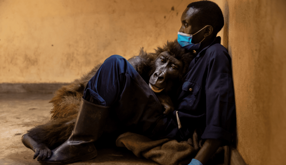 A generic square placeholder image with rounded corners in a figure.