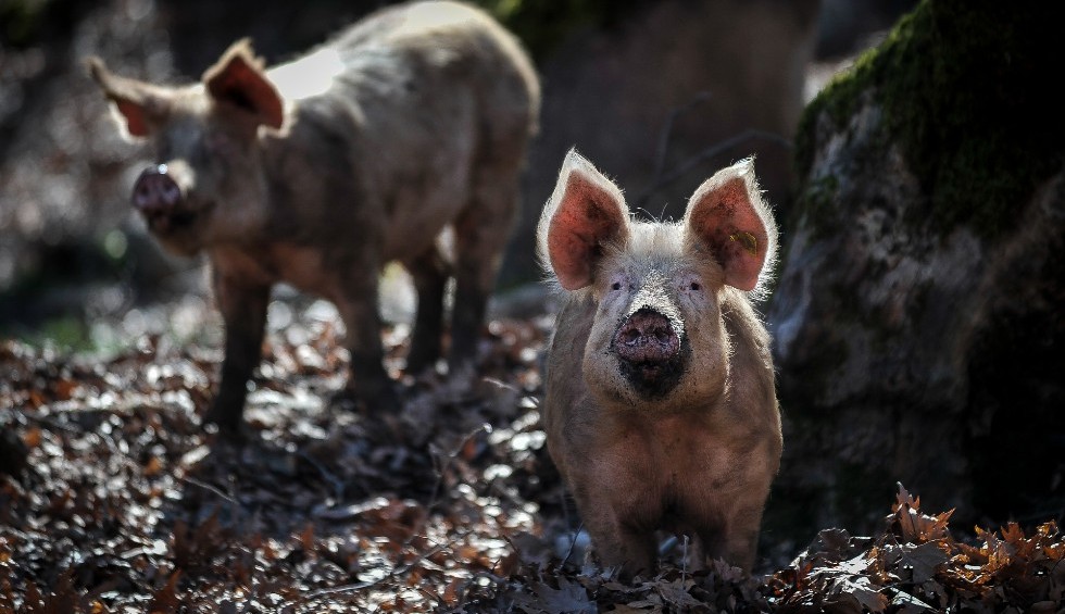 A generic square placeholder image with rounded corners in a figure.