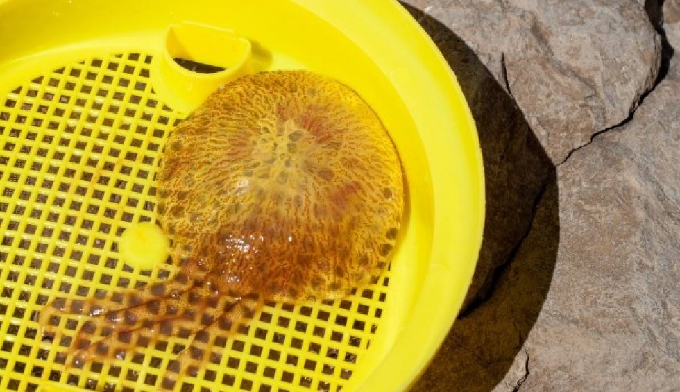 A generic square placeholder image with rounded corners in a figure.