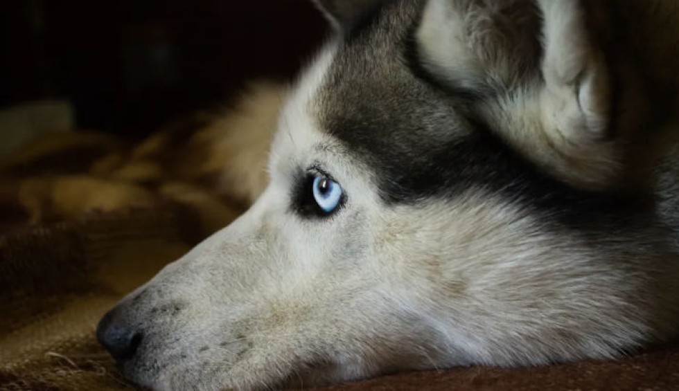 A generic square placeholder image with rounded corners in a figure.