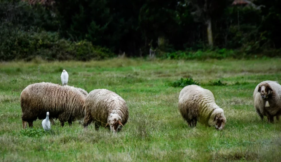 A generic square placeholder image with rounded corners in a figure.