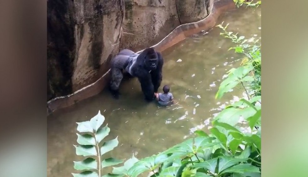 A generic square placeholder image with rounded corners in a figure.