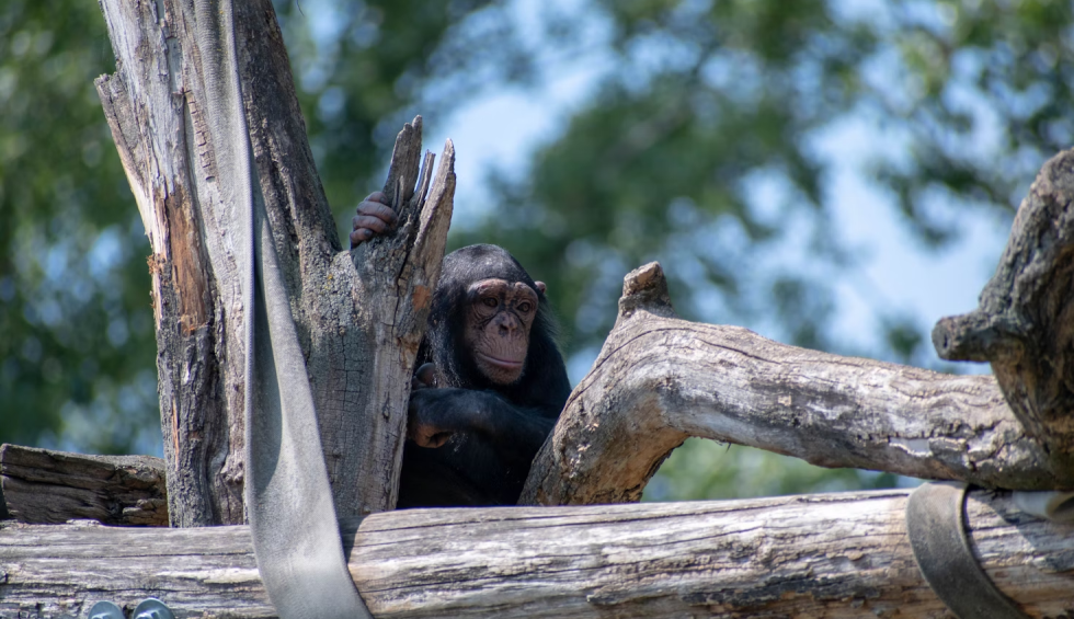 A generic square placeholder image with rounded corners in a figure.