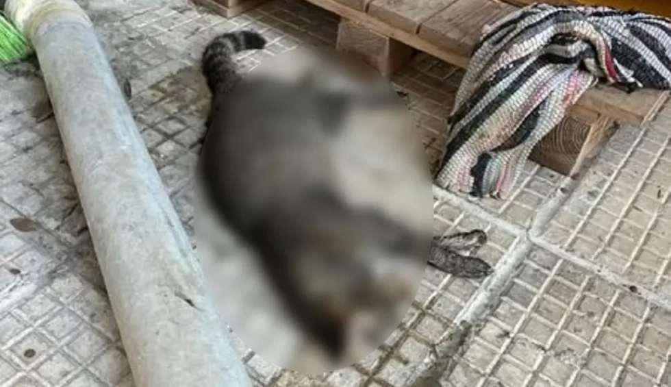 A generic square placeholder image with rounded corners in a figure.