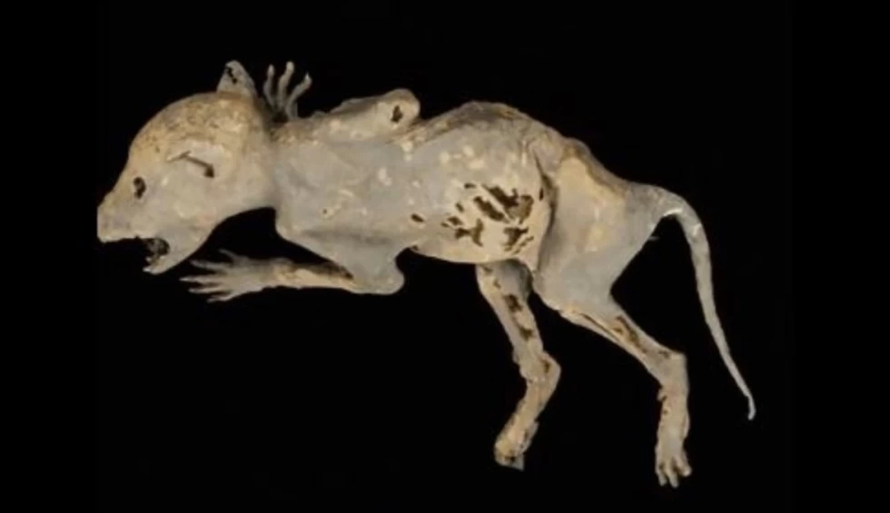 A generic square placeholder image with rounded corners in a figure.