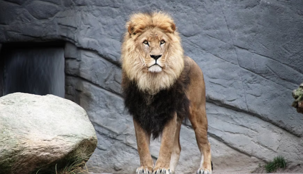 A generic square placeholder image with rounded corners in a figure.