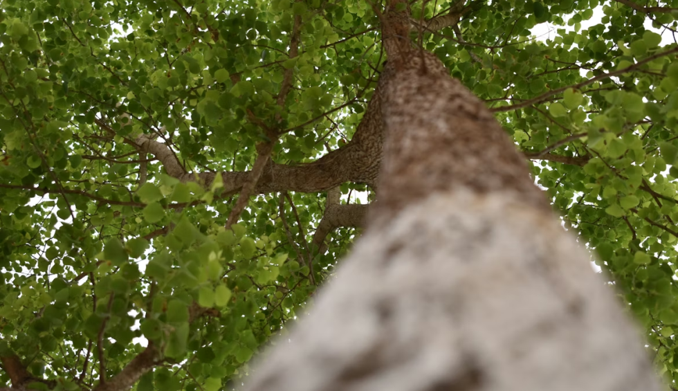 A generic square placeholder image with rounded corners in a figure.