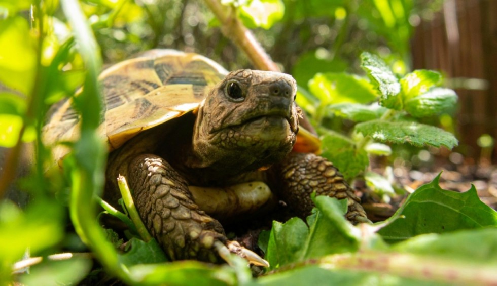 A generic square placeholder image with rounded corners in a figure.