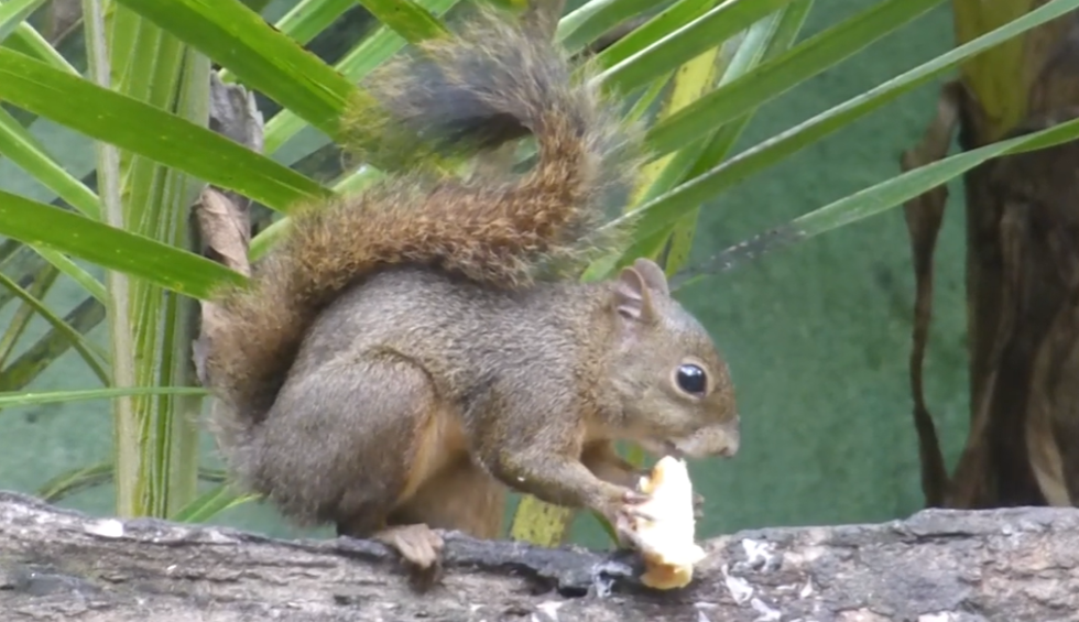 A generic square placeholder image with rounded corners in a figure.