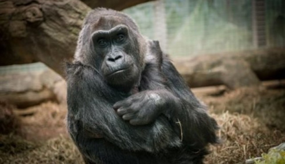 A generic square placeholder image with rounded corners in a figure.