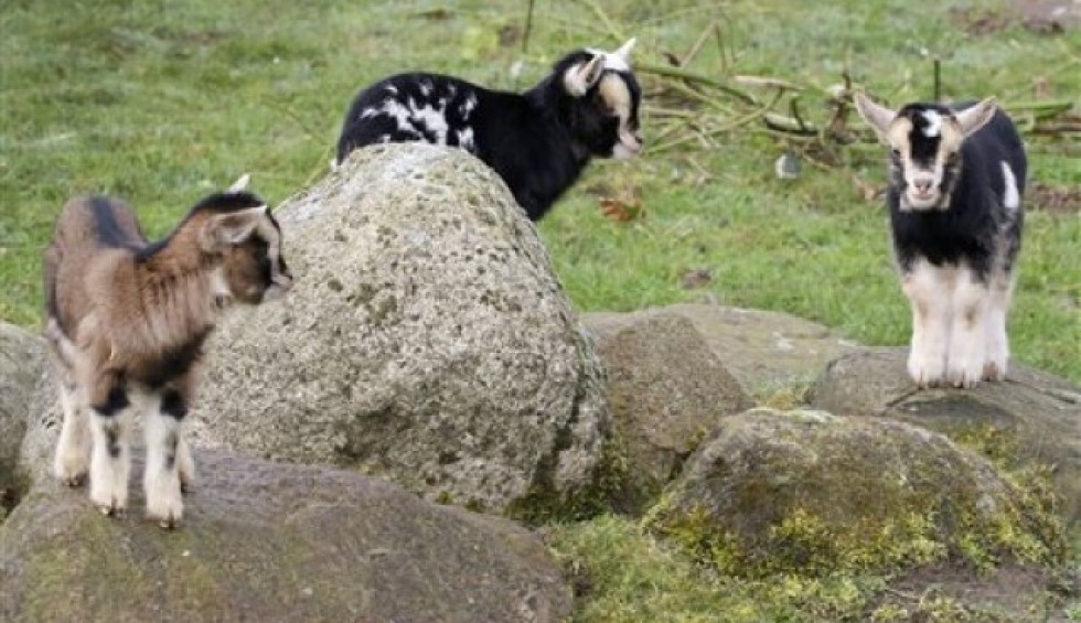 A generic square placeholder image with rounded corners in a figure.