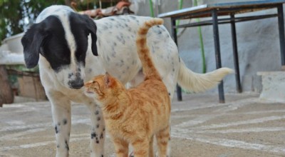 Δήμος Βόλβης: Σε πρώτο πλάνο η περίθαλψη αδέσποτων ζώων- Εμβολιασμός, καταγραφή και στείρωση