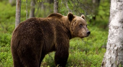 Σλοβακία: Εγκρίθηκε η πώληση κρέατος καφέ αρκούδας για μαζική κατανάλωση