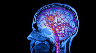 Οι τέσσερις ηλικίες-ορόσημα όπου αλλάζει ο ανθρώπινος εγκέφαλος