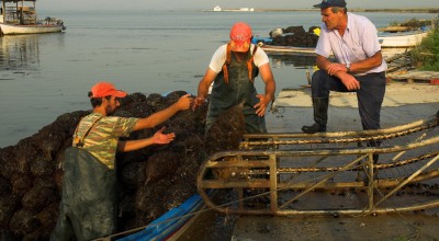 Μυδοκαλλιεργητές Χαλάστρας: Δραματική μείωση των εξαγωγών