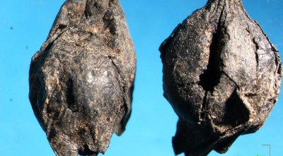 Θεσσαλονίκη: Πλιγούρι 4.000 ετών -Γιαννιτσά: Μεσολιθική μπύρα