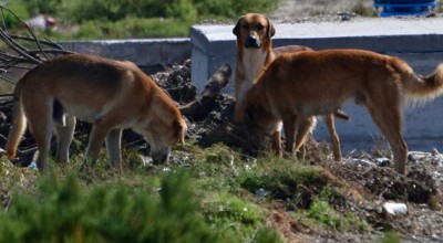 Κτηνωδία στη Χαλκιδική: Δηλητηρίασαν με φόλες 21 αδέσποτα σκυλιά