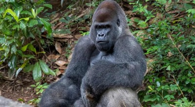 Εκατό άνδρες εναντίον ενός γορίλα: Το δίλημμα που απασχολεί το διαδίκτυο