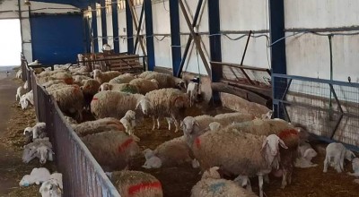 Θεσσαλία: Συναγερμός για τα κρούσματα πανώλης σε αιγοπρόβατα (vid)