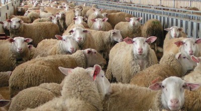 Θεσσαλία: Πλασάρουν στη μαύρη αγορά αιγοπρόβατα με ευλογιά!