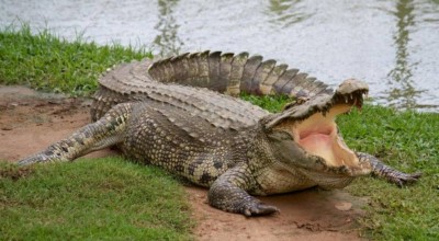 Τραγωδία στην Ινδονησία-Κροκόδειλος κατασπάραξε 10χρονο