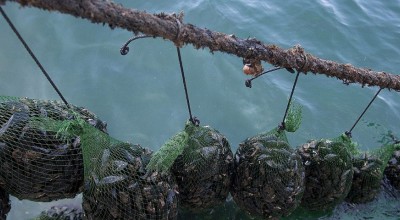 Δήμος Δέλτα: Ενίσχυση της αλιείας- Ανοίγουν οι αιτήσεις για ιδιωτικές επενδύσεις