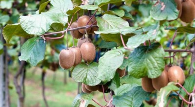 Το γλυκόξινο φρούτο που θωρακίζει την άμυνα και ρίχνει την πίεση