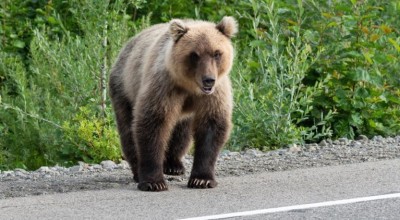 Στιγμές τρόμου στη Δράμα: Αρκούδα επιτέθηκε σε ορειβάτες!