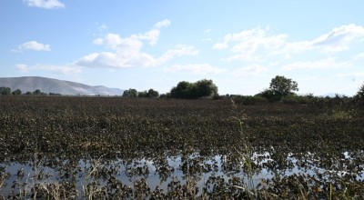 Ανάσα για τους αγρότες της Θεσσαλίας: Διετής περίοδος χάριτος και άτοκη ρύθμιση για χρέη στο ρεύμα