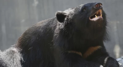 Κτηνωδία στη Δράμα: Πυροβόλησαν και αποκεφάλισαν νεαρή αρκούδα!