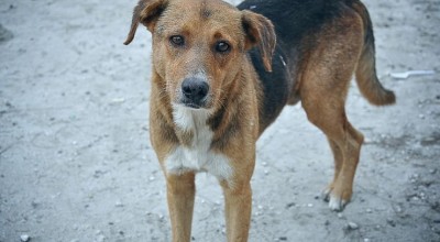 Κτηνωδία στην Αρκαδία: Βρήκαν ζωντανό σκυλάκι πεταμένο στα σκουπίδια (vid)