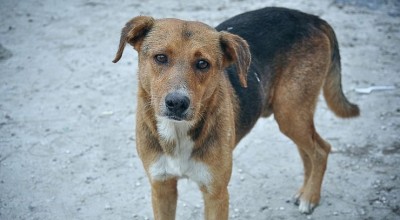 Το φρούτο που αποφεύγουν οι σκύλοι
