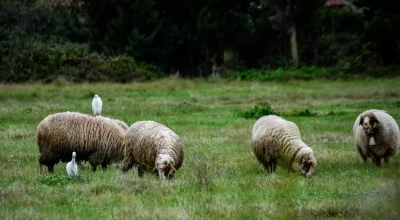 Κρούσμα πανώλης σε εκτροφή αιγοπροβάτων στην Καλαμπάκα