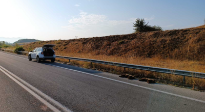 Φλώρινα: Δύο αρκουδάκια νεκρά σε τροχαίο - Η μαμά τους αρνιόταν να φύγει από το σημείο