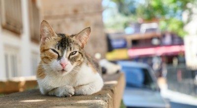 Κτηνωδία στην Αλεξανδρούπολη: Εκτέλεσαν εν ψυχρώ γατάκι