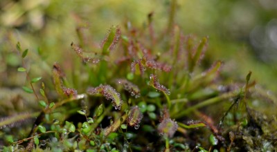 Αλντροβάντα: Πού ανθίζει το ελληνικό και άκρως απειλητικό σαρκοφάγο φυτό