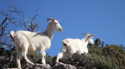 Ευλογιά των αιγοπροβάτων: Σφαγιάστηκαν συνολικά 24.000 ζώα - Τι ισχύει για γάλα και κρέας