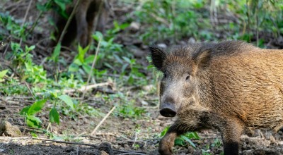 Θεσσαλονίκη: Επιχείρηση απομάκρυνσης αγριογούρουνων στις Συκιές