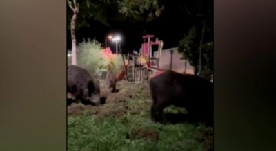 Θεσσαλονίκη: Αγριογούρουνα κόβουν βόλτες σε παιδική χαρά!