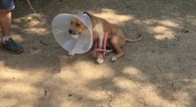 Τα πρώτα βήματα κάνει το σκυλί που πέταξαν από το μπαλκόνι (video)