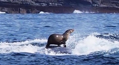 Φώκια πηδά σε βάρκα για να γλυτώσει από φάλαινες (video)